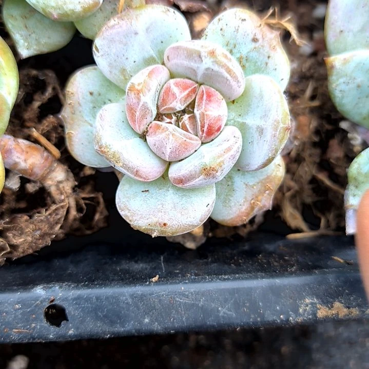 满8.8元包邮，橙梦露暗纹五颗