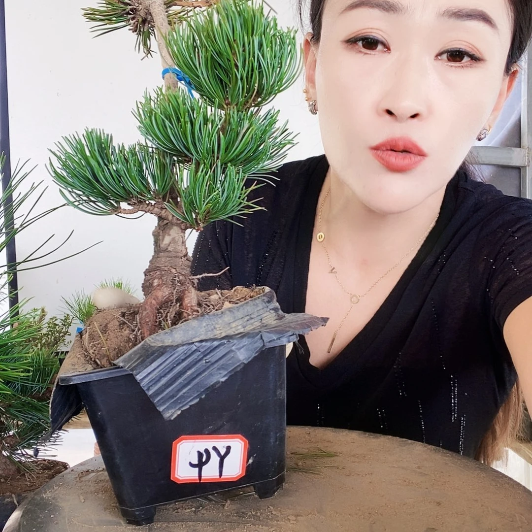 无花朵植物形态多年生草本