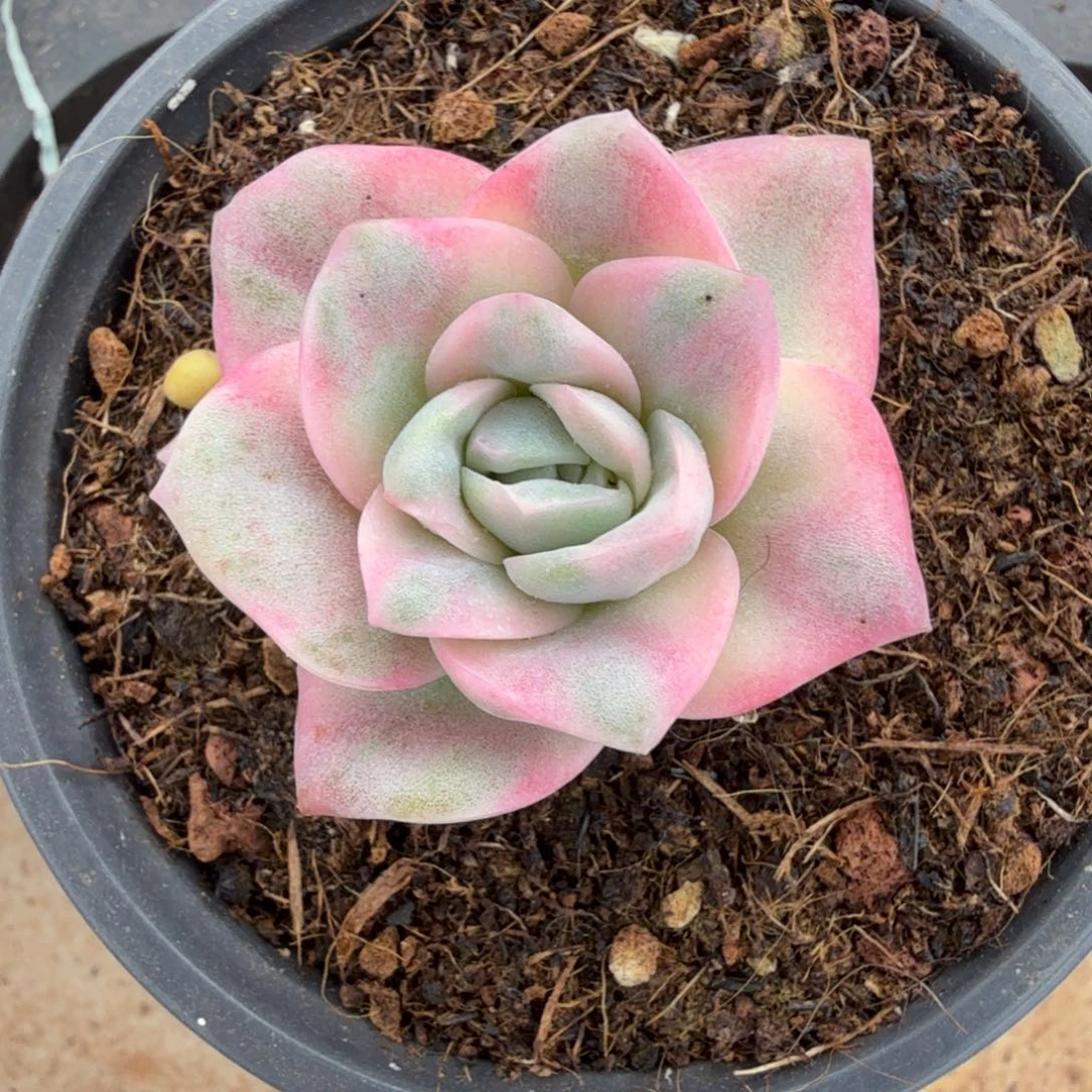 你***谁彩色可爱玫瑰锦锦上园艺一物一拍