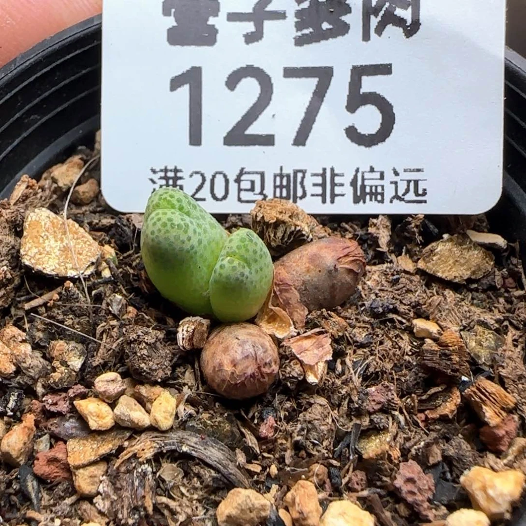 斑马955带盆土。