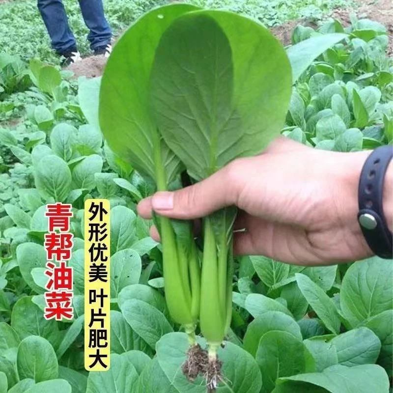 青帮油菜种籽青梗菜种子春夏秋冬季四季青菜种籽四季盆菜蔬菜种孑