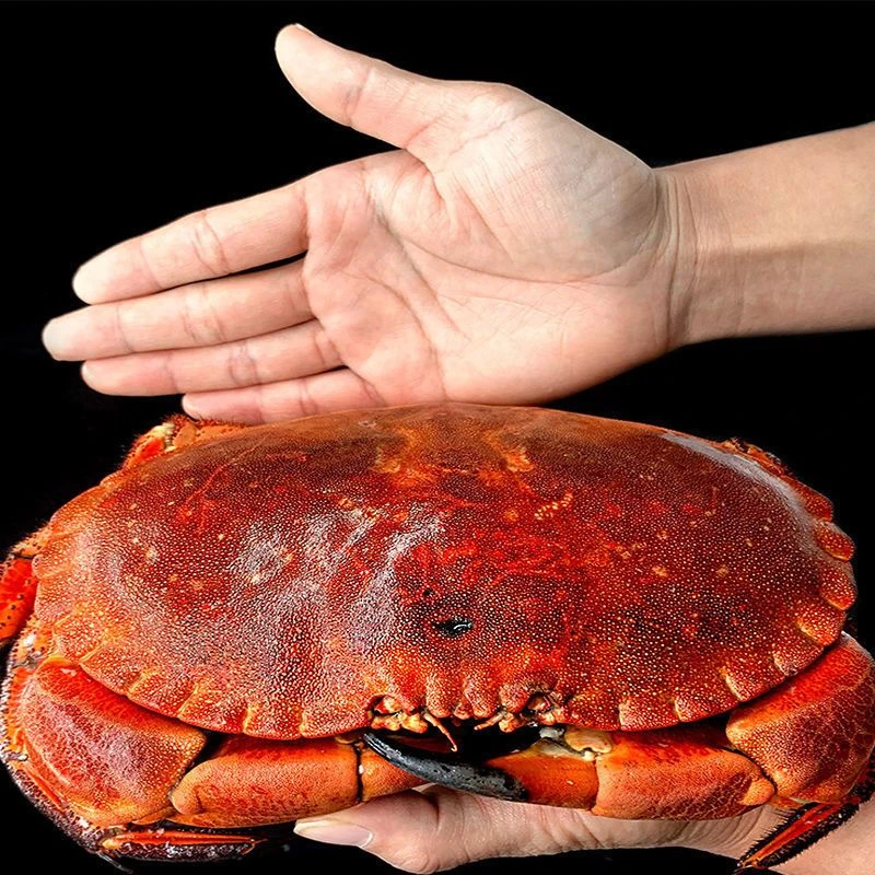 超大面包蟹鲜活熟冻新鲜海鲜水产大螃蟹特大黄金蟹珍宝蟹加热即食