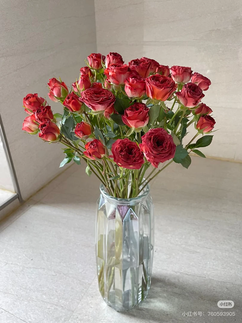 云南精选巧克力泡泡多头玫瑰