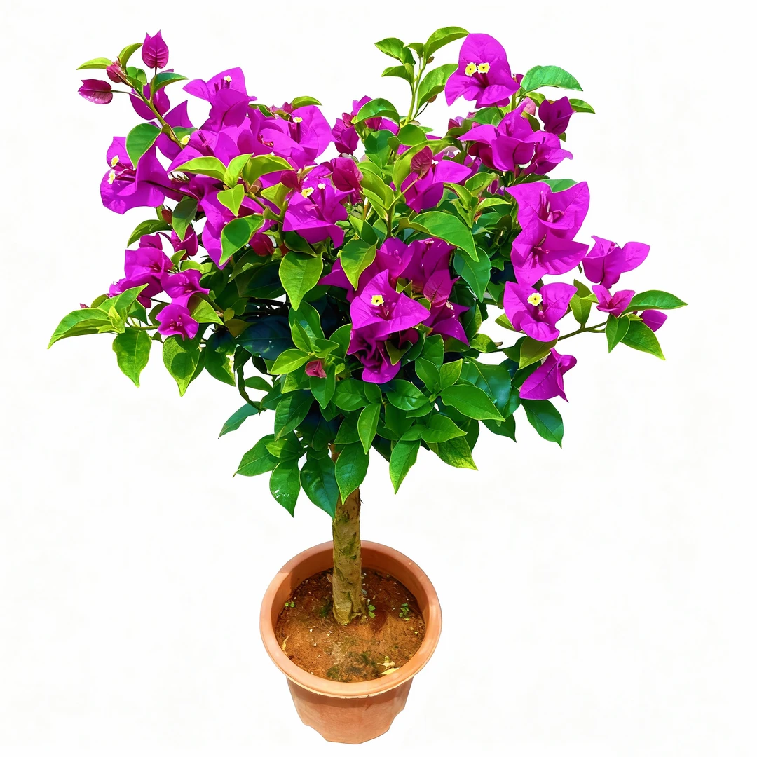 安格斯云南紫三角梅盆栽四季开花耐寒耐热室内5【50-60高】