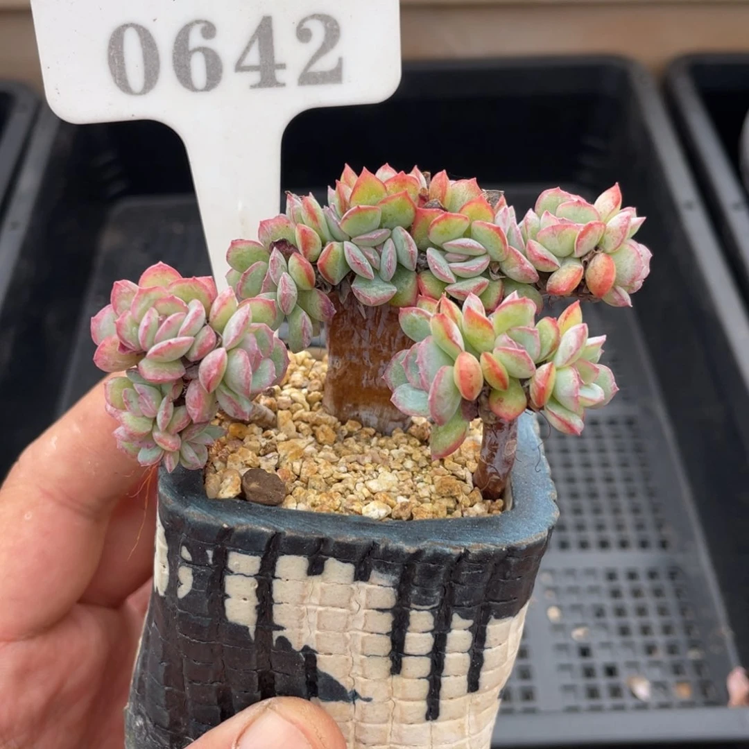 0642莎莎不带盆8厘米