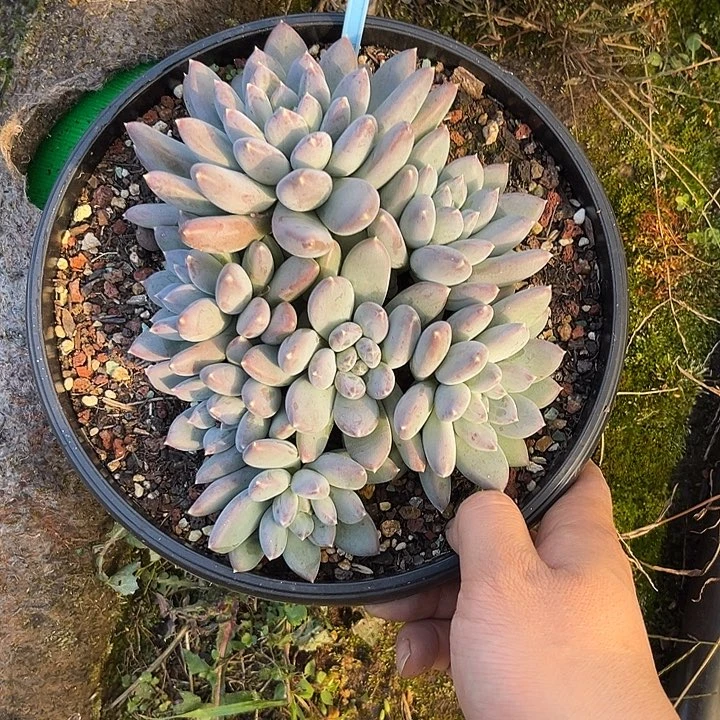 多肉植物天使之翼085