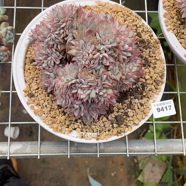 阿雅园艺。       9417月光女神锦缀