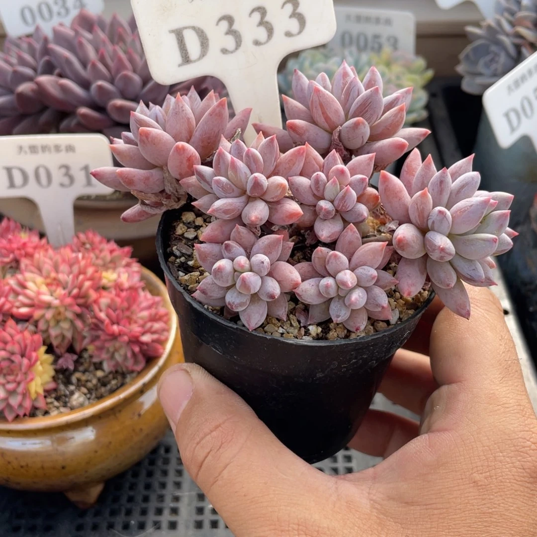 333所罗门不带盆11厘米