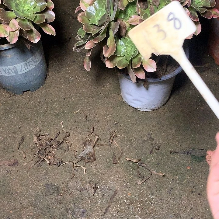 多肉多肉多肉香妃138