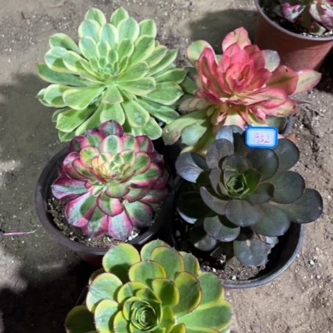 952多肉植物组合