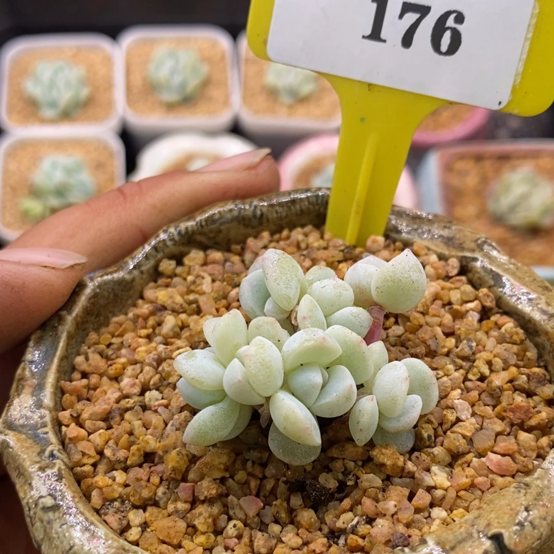 可*兔6176冰玉石化女神福利