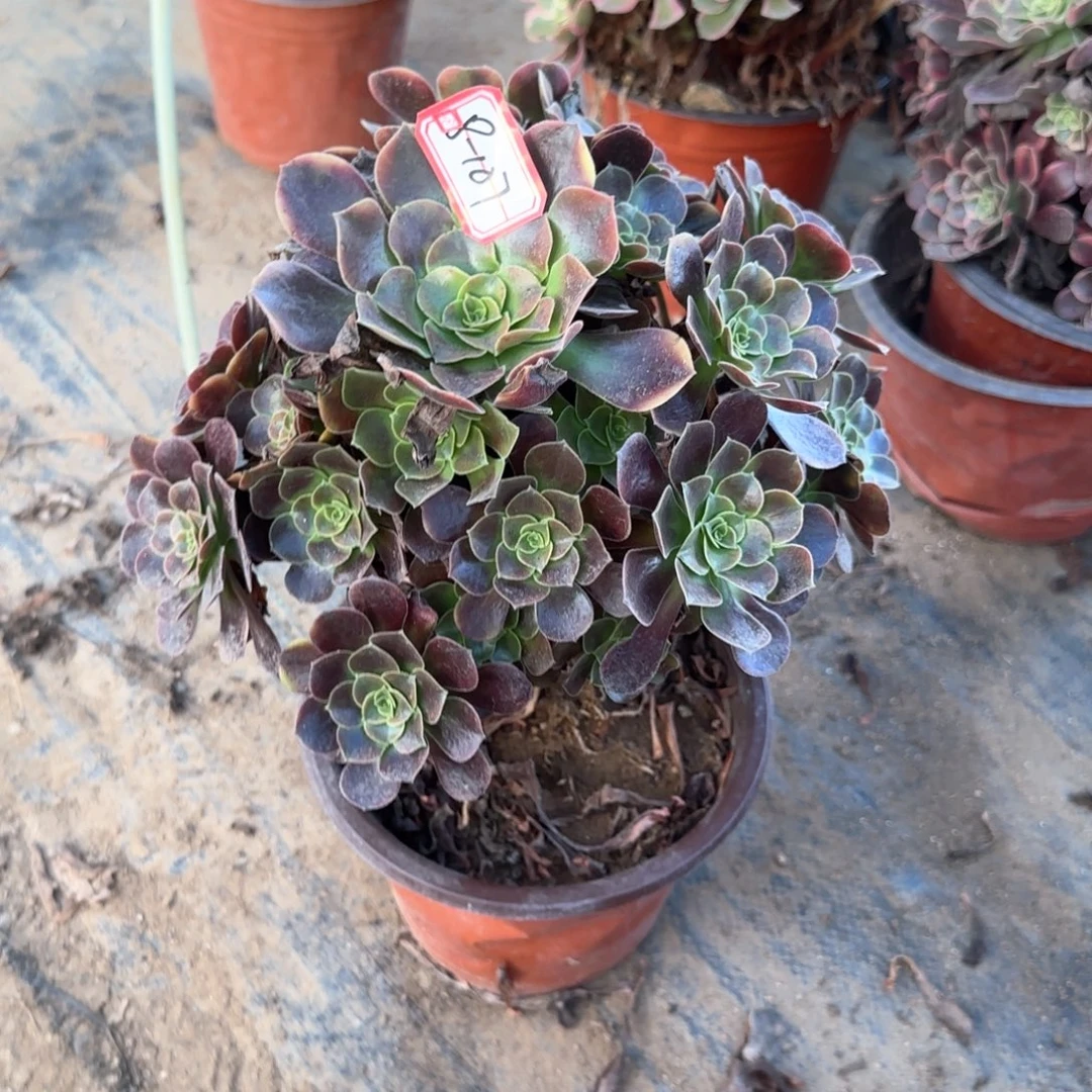 8-107欧嘉莉多肉植物不包断肢