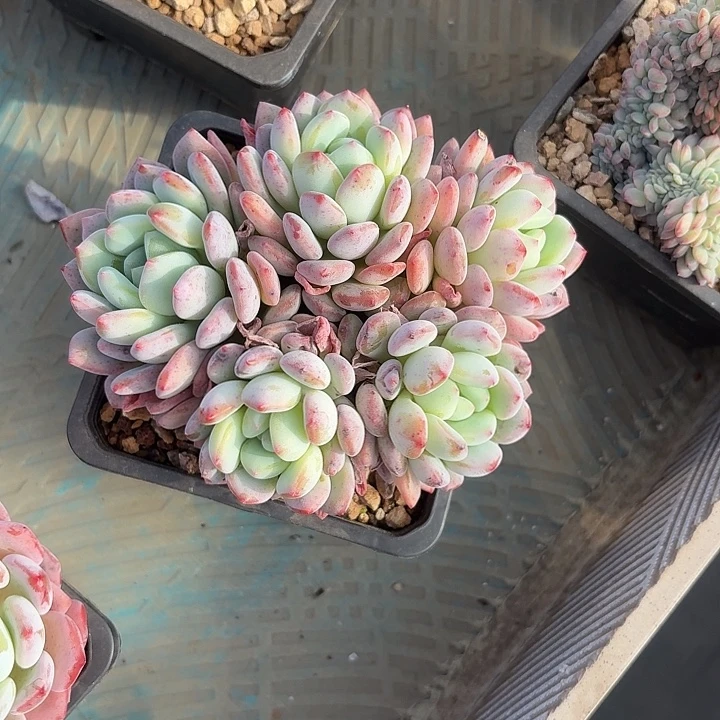 漫橙自然群无砍多头网民