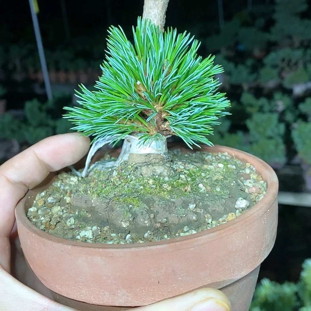 【闪购商品】无花朵