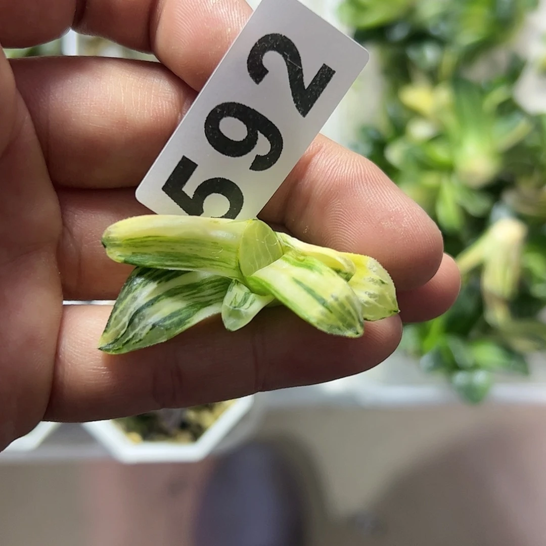 阴*笑红红火火恍恍惚惚