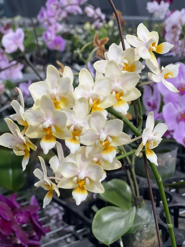 蝴蝶兰【3304】4.5苗湾湾小香花魅力无花无剑（母本）