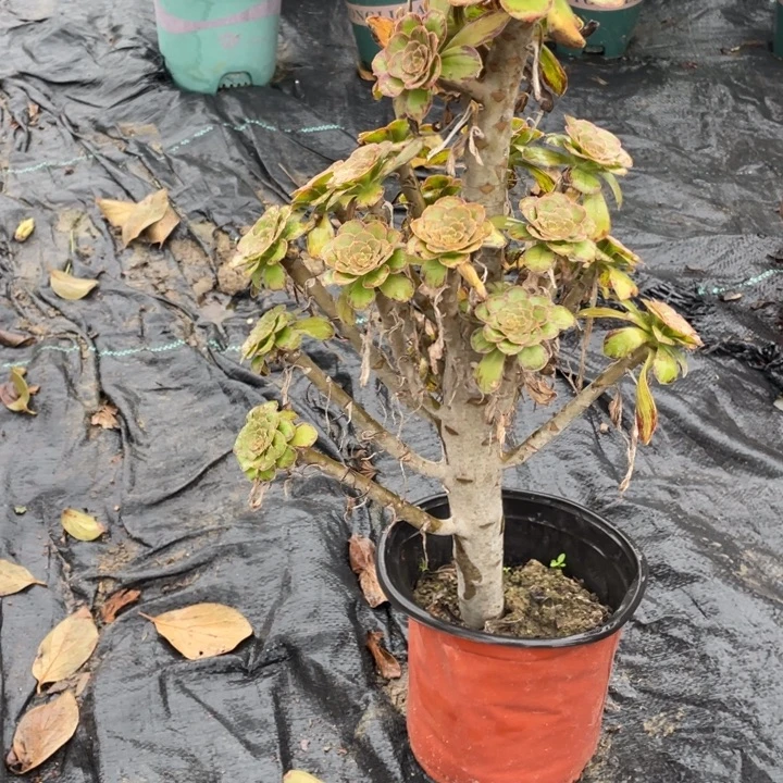 5V锦多肉植物多肉