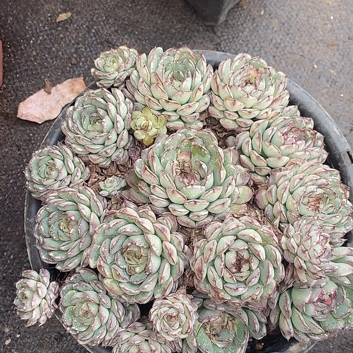 44梦幻玫瑰微瑕小七夕多肉