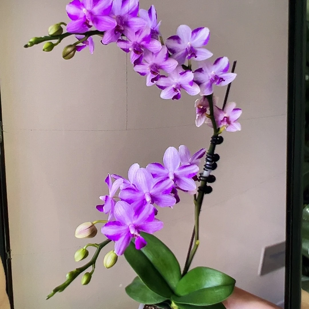 当前无花栽培后可以开花带剑紫水晶凑单发货一颗不发货