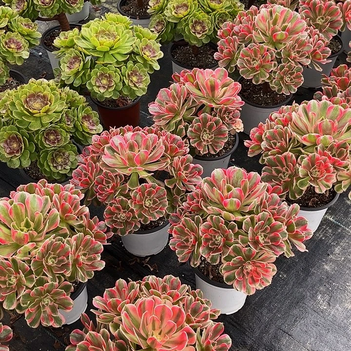 不要拍挂链接用的