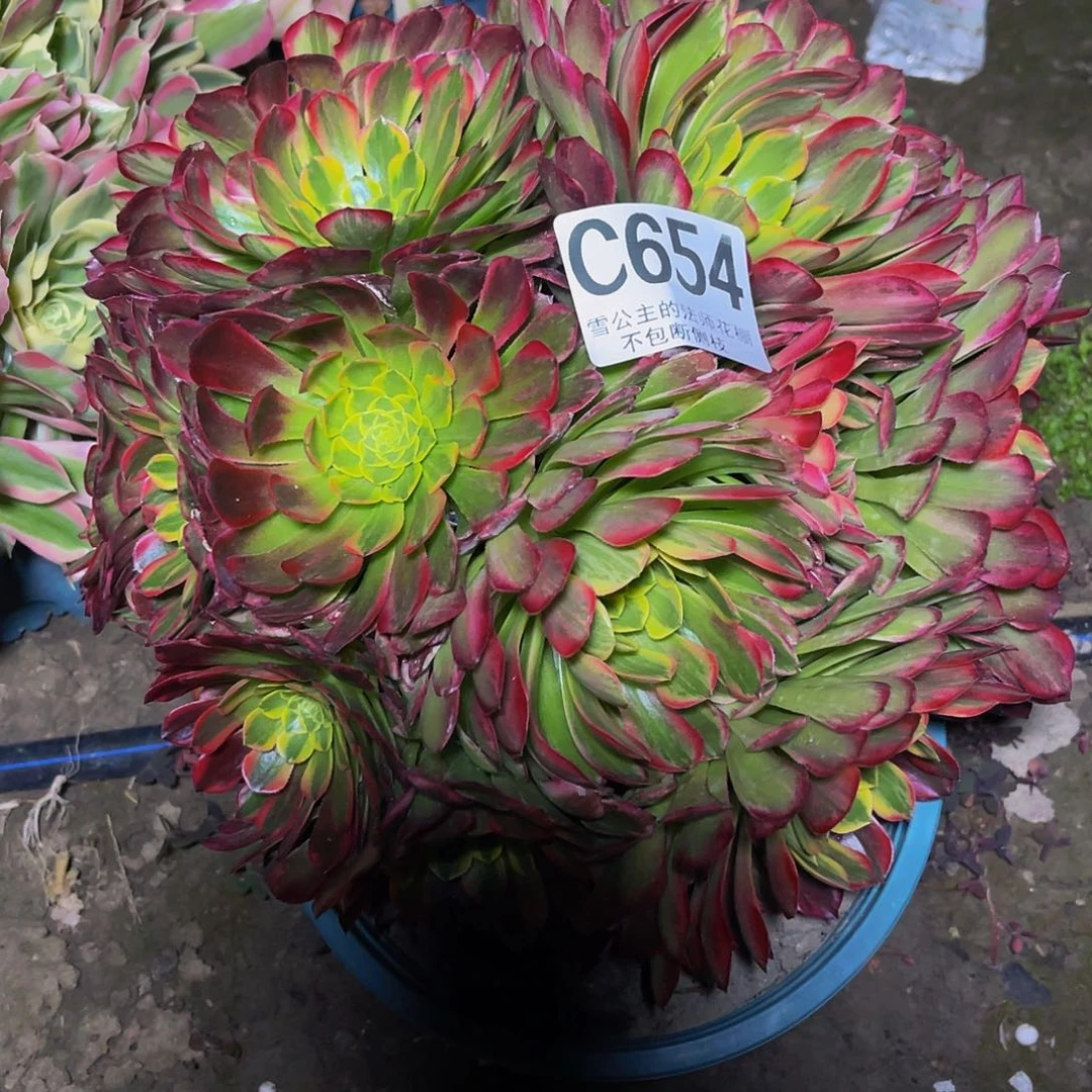 法师法师15–38包邮法师