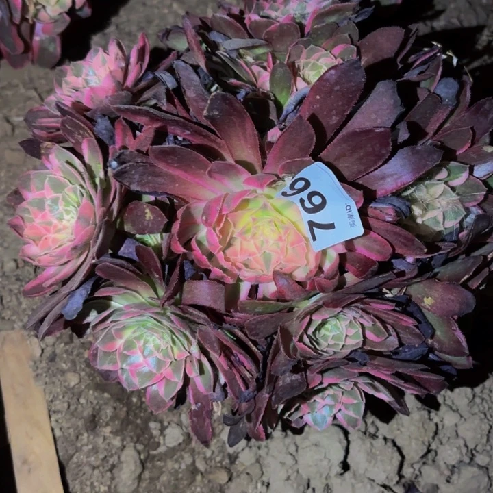 766唐三彩多肉植物