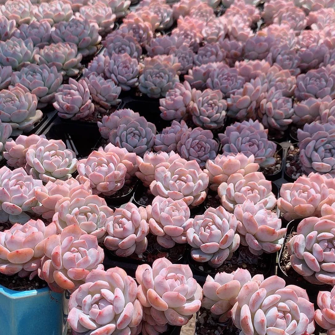 2盆双头星星橙44488888888888