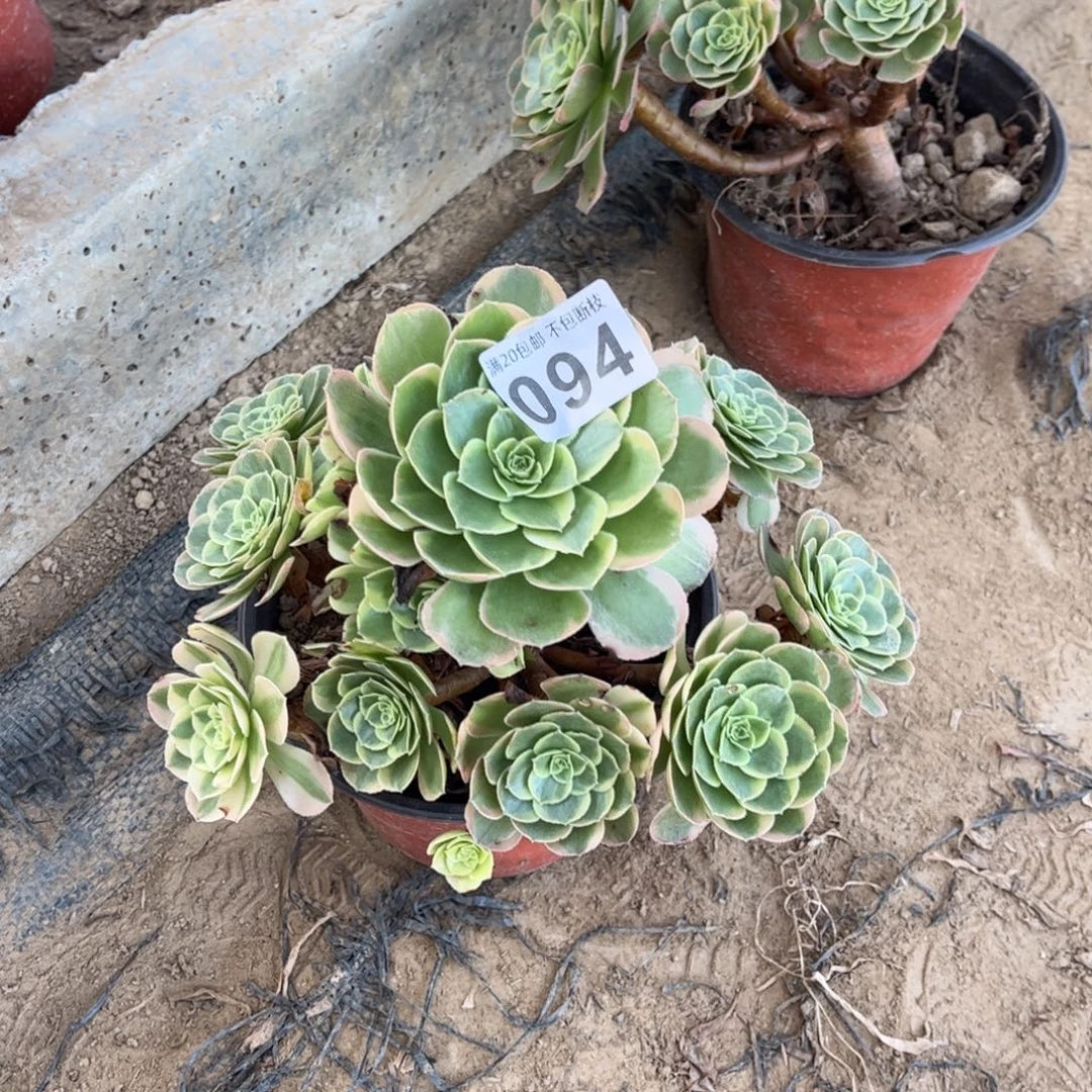 奶白094不包断枝的