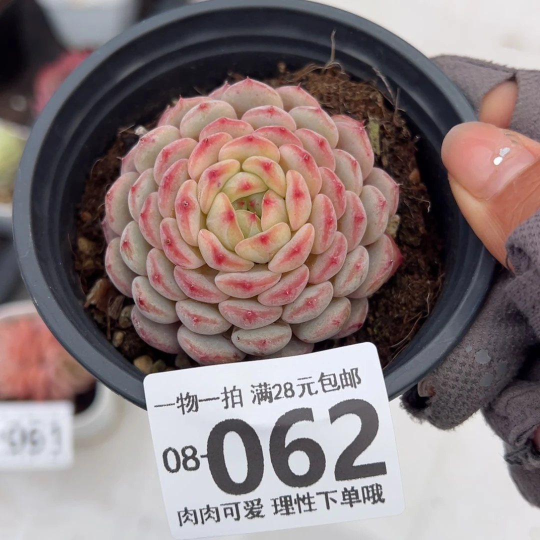 白胖子多肉多肉多肉多