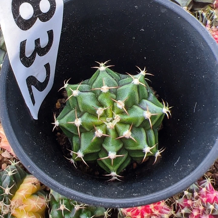 当前无花栽培后可以开花932