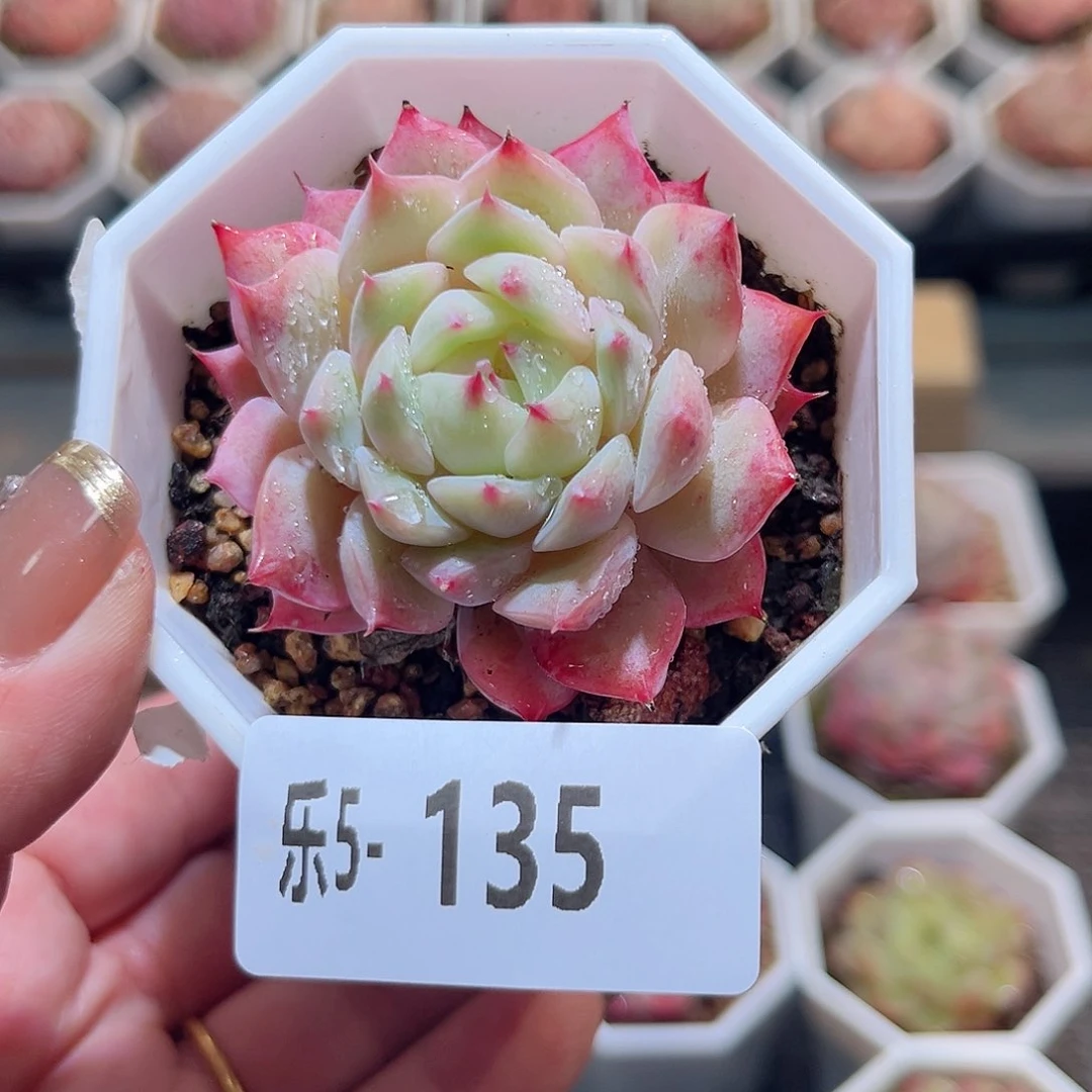 乐5-135 蒂比单头