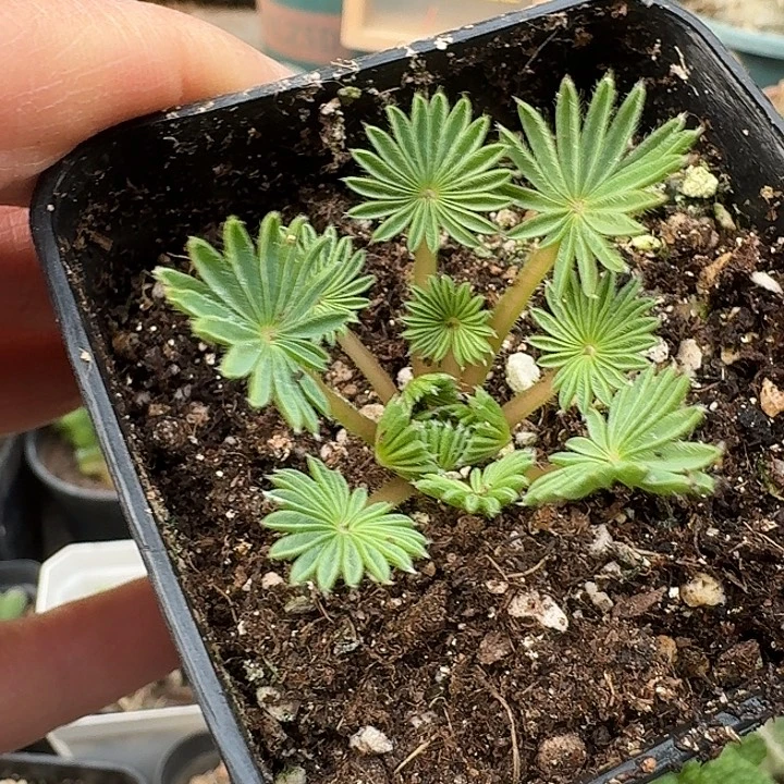 722棕榈酢浆草带盆发货一个随机