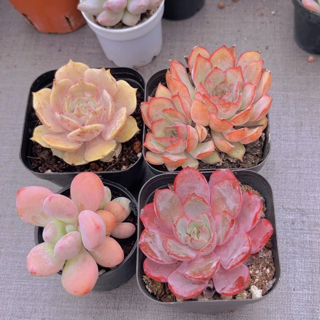 洛神。 露娜莲。菲娜娜。赫拉