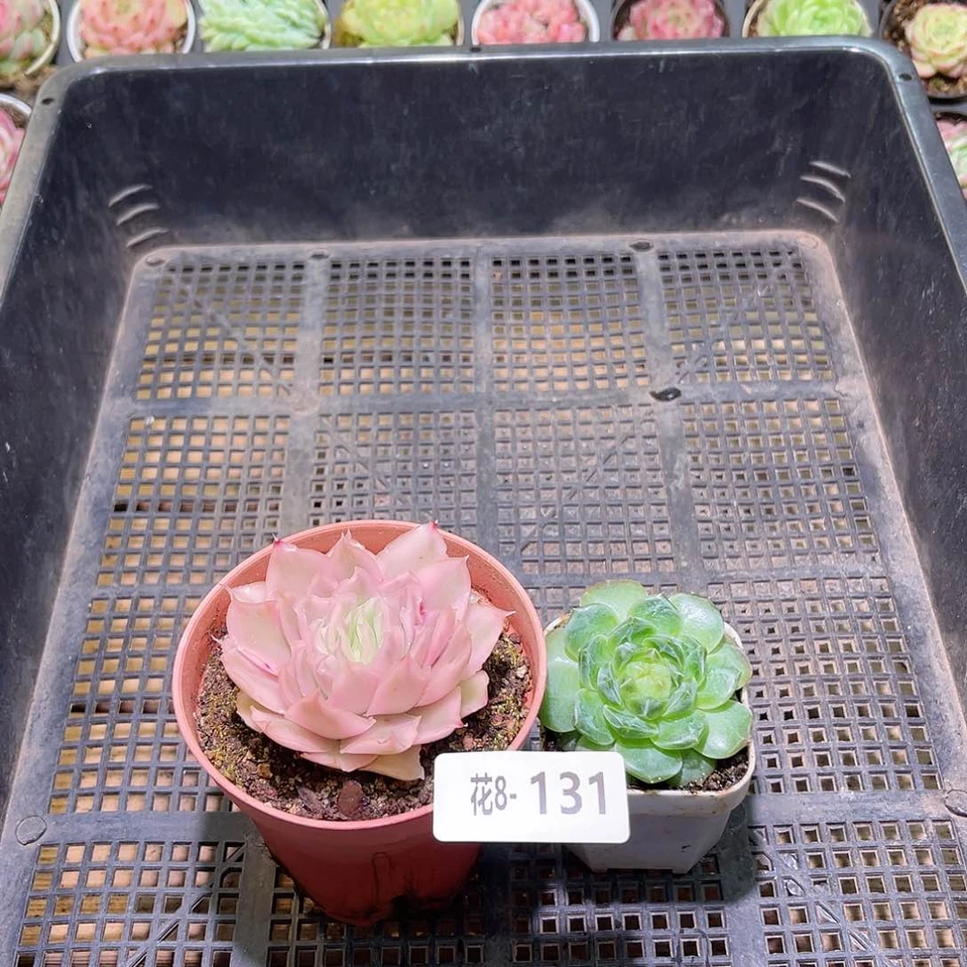 花利美8-131紫蝴蝶锦➕珍妮