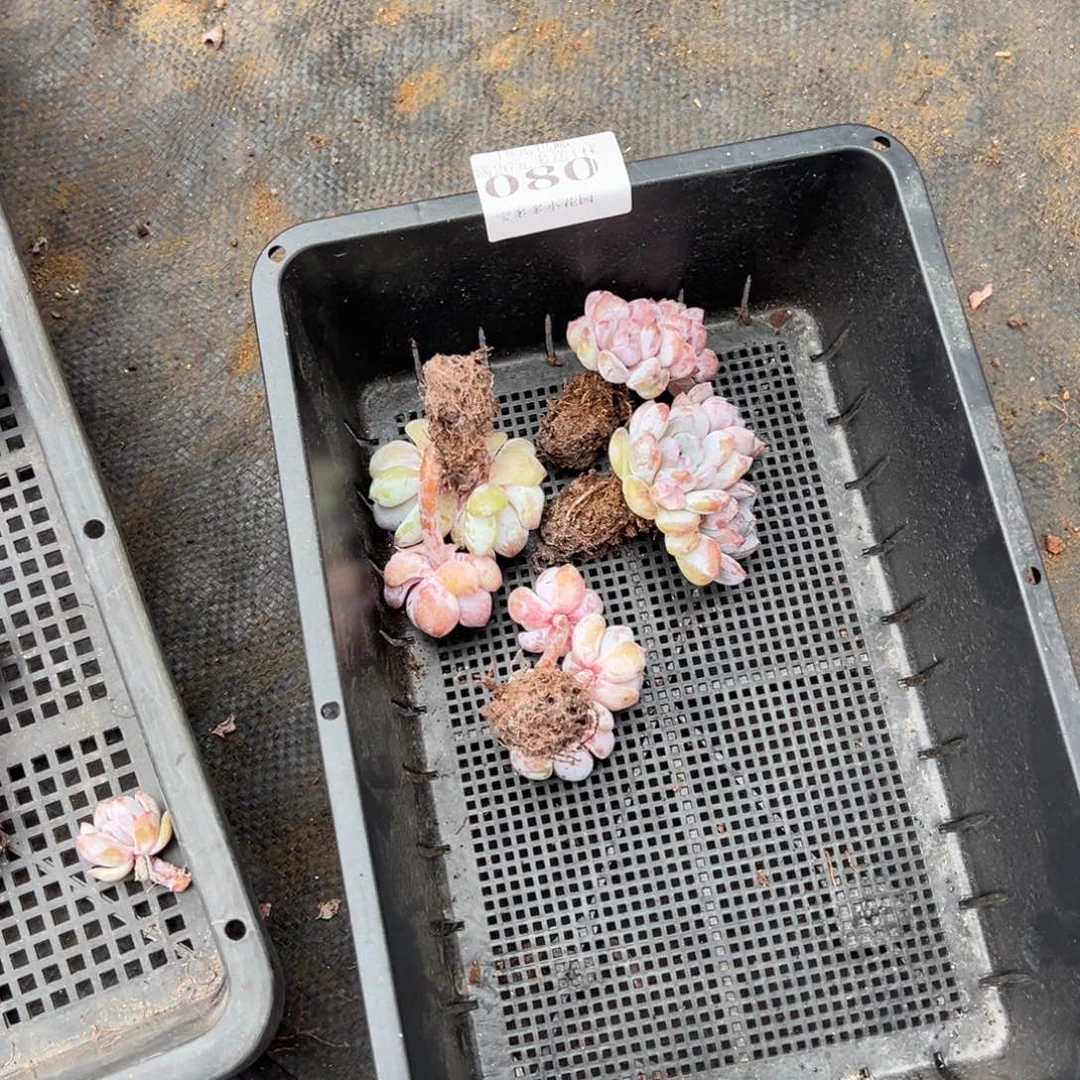 习***s080号四颗星影量拍多肉满18元包邮下午发货