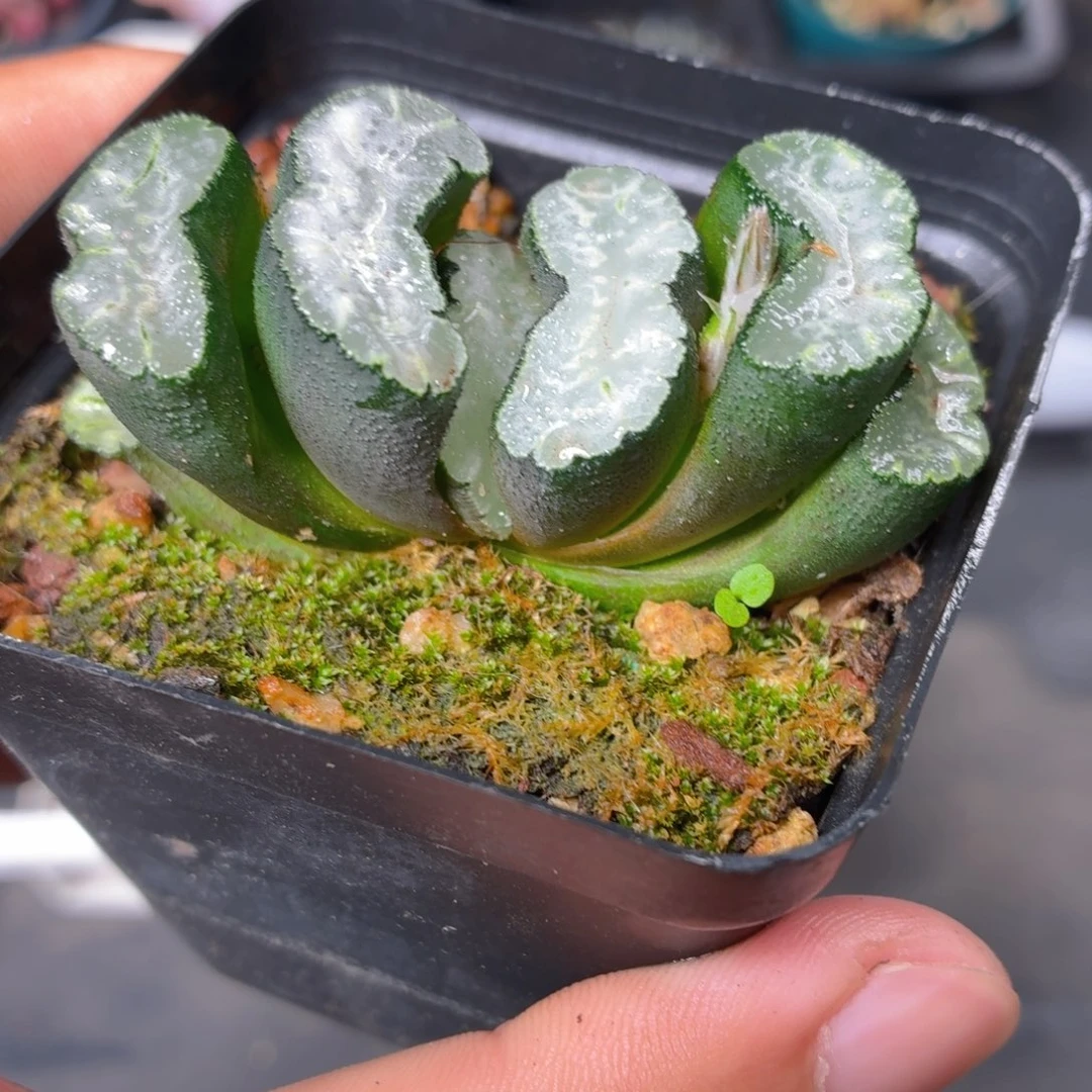 玉扇多肉9.9包邮发货