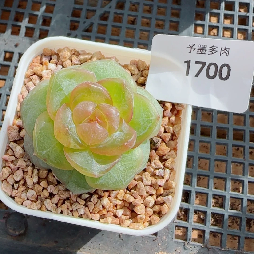 灵泽珍妮，1700多肉植物
