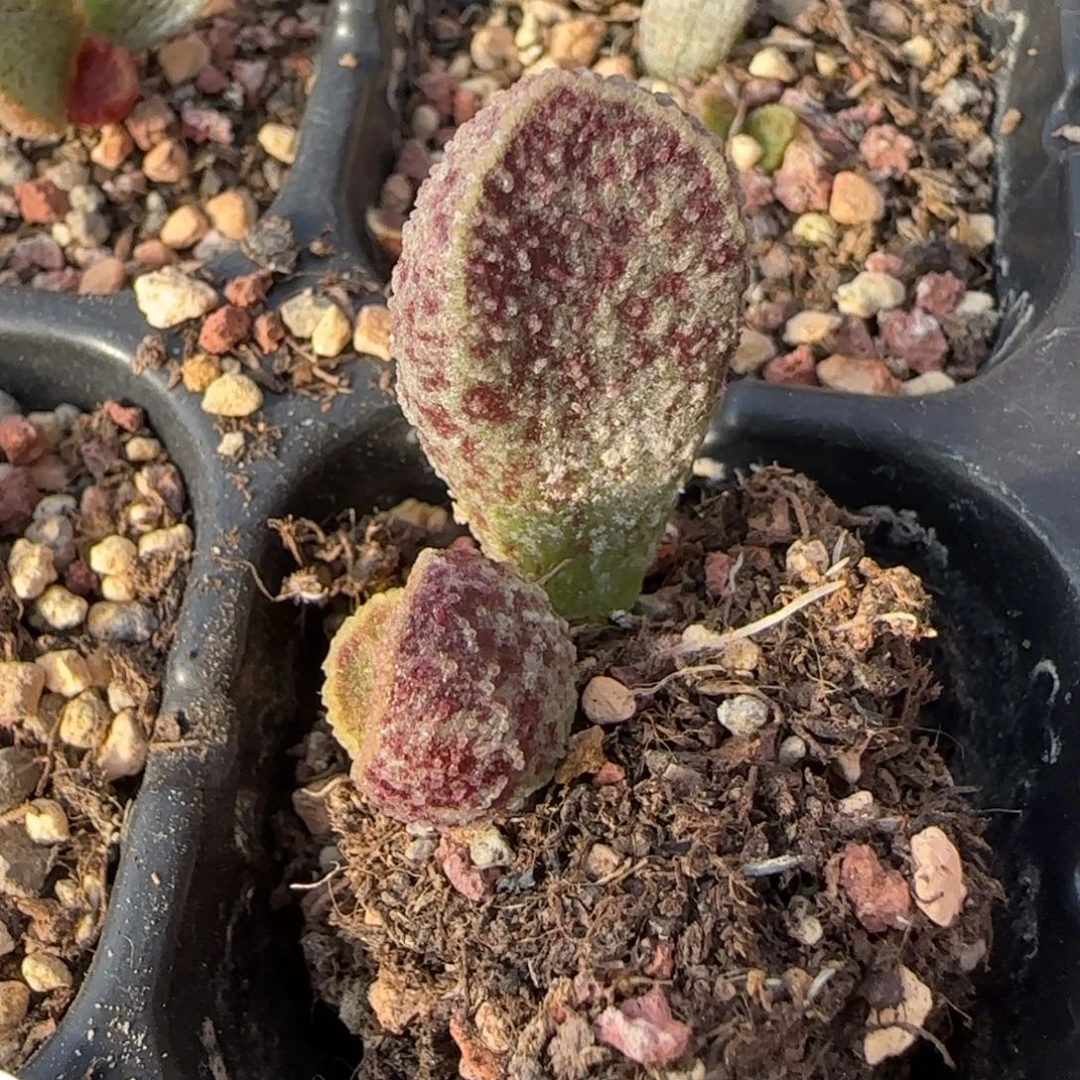 孔雀翎多肉植物水泡