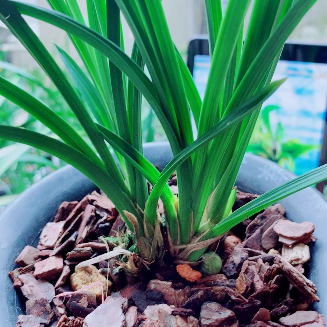 当前无花栽培后可以开花