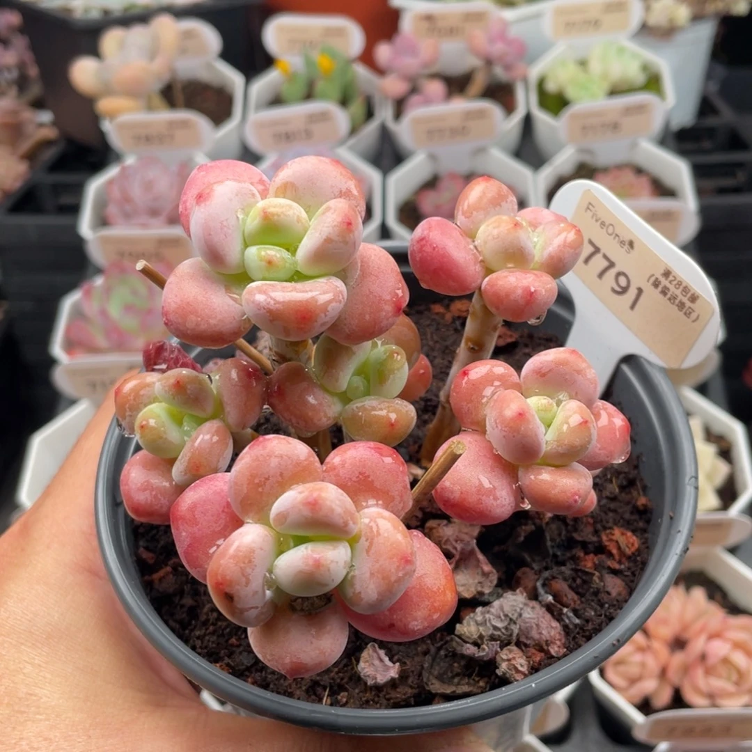 樱花洛神7791-9.5厘米