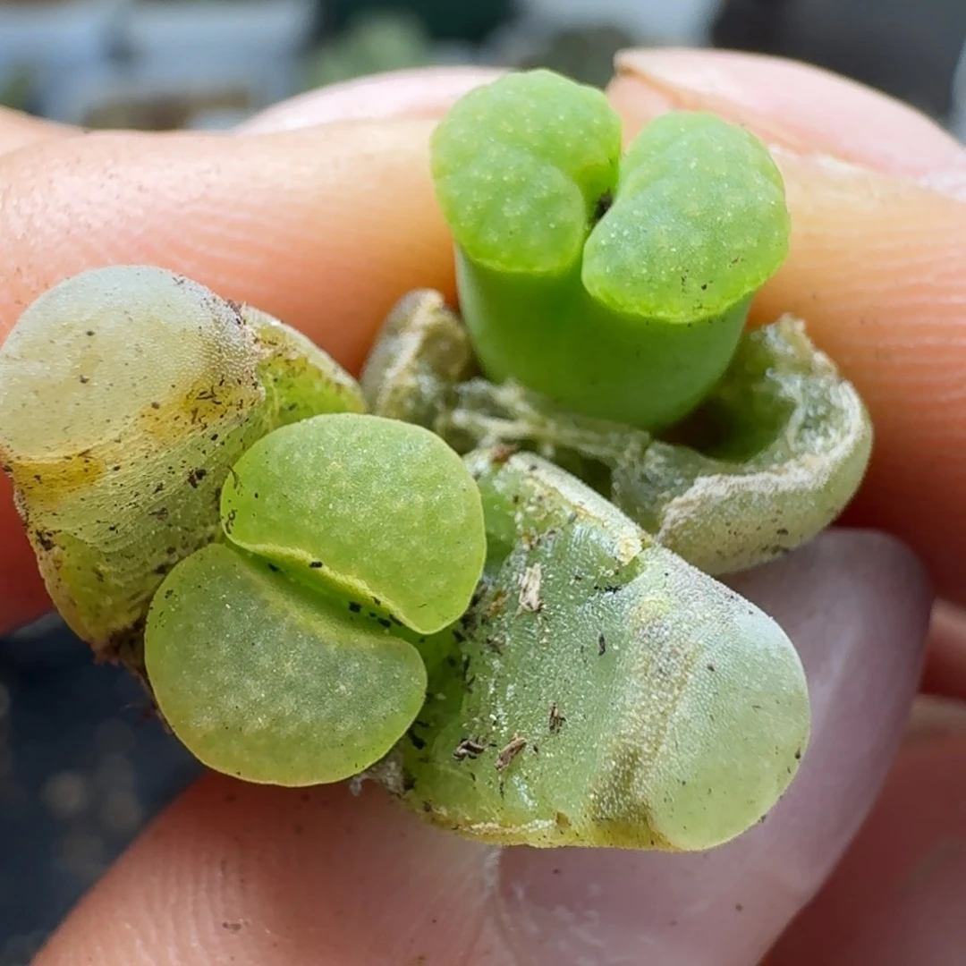 402两颗磁铁，绿咯土土