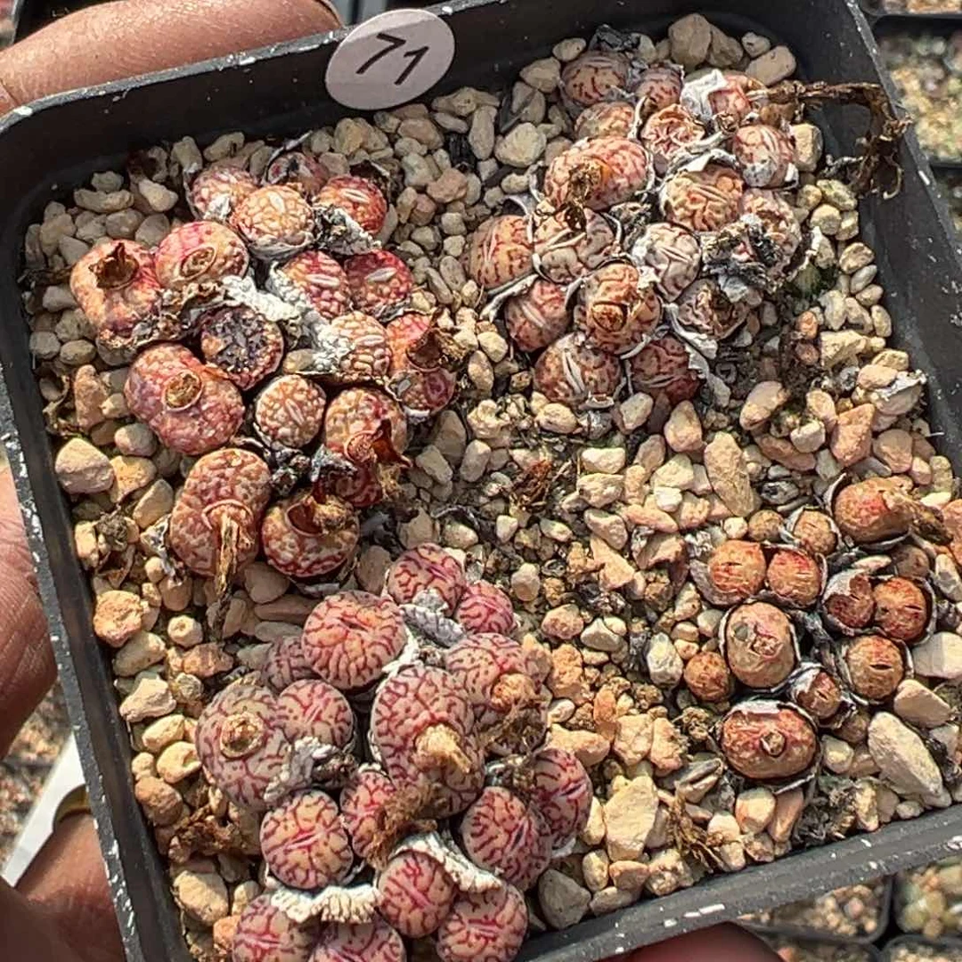 多肉植物11111111111