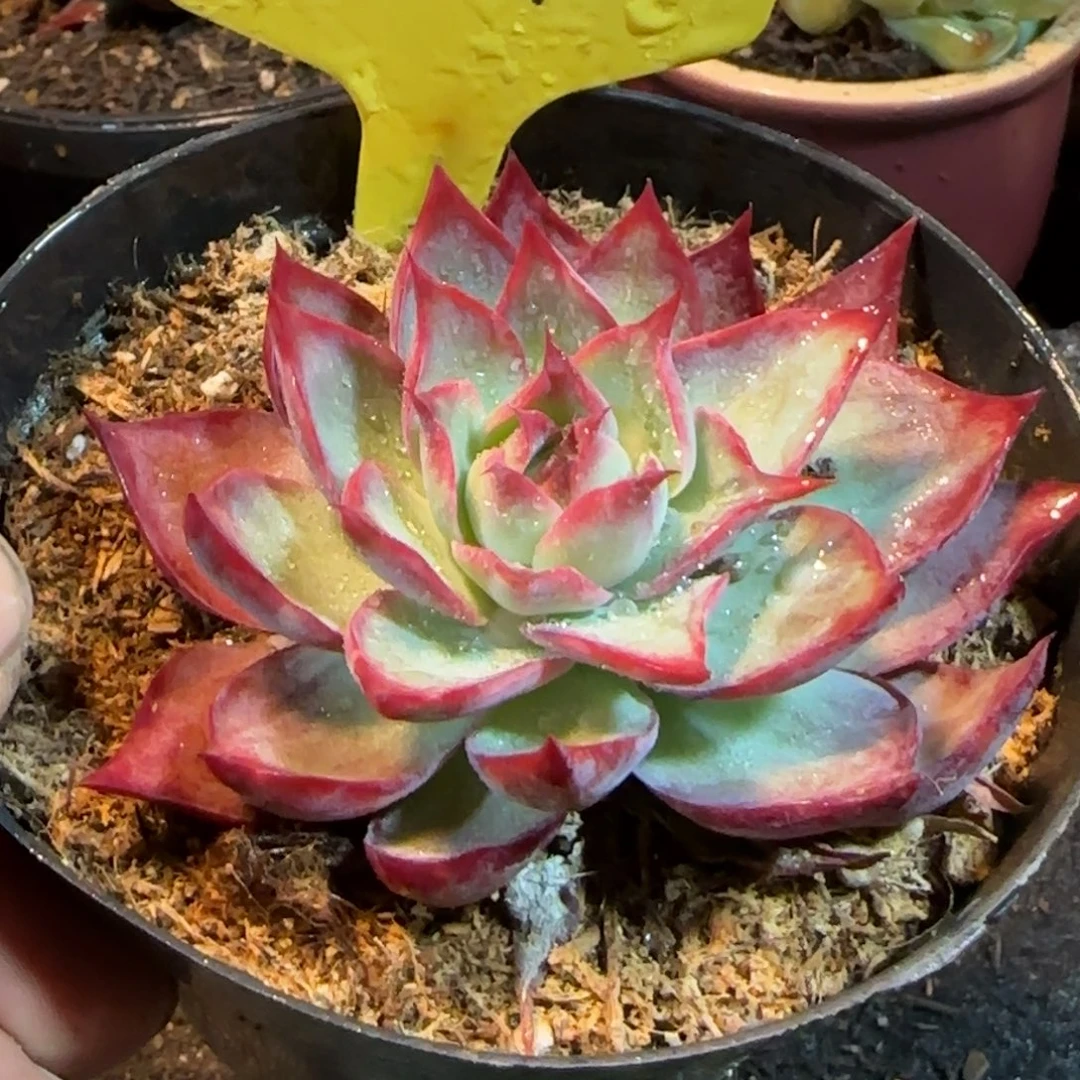 喇叭惊鸿一物一拍包装收缩花旱381