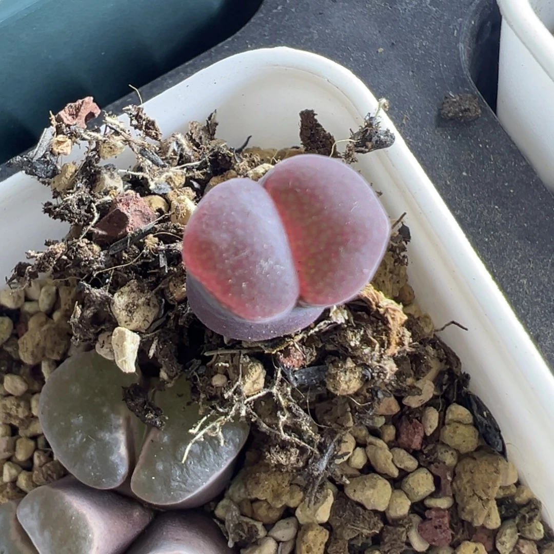 小***～专拍专拍 肉锥植物