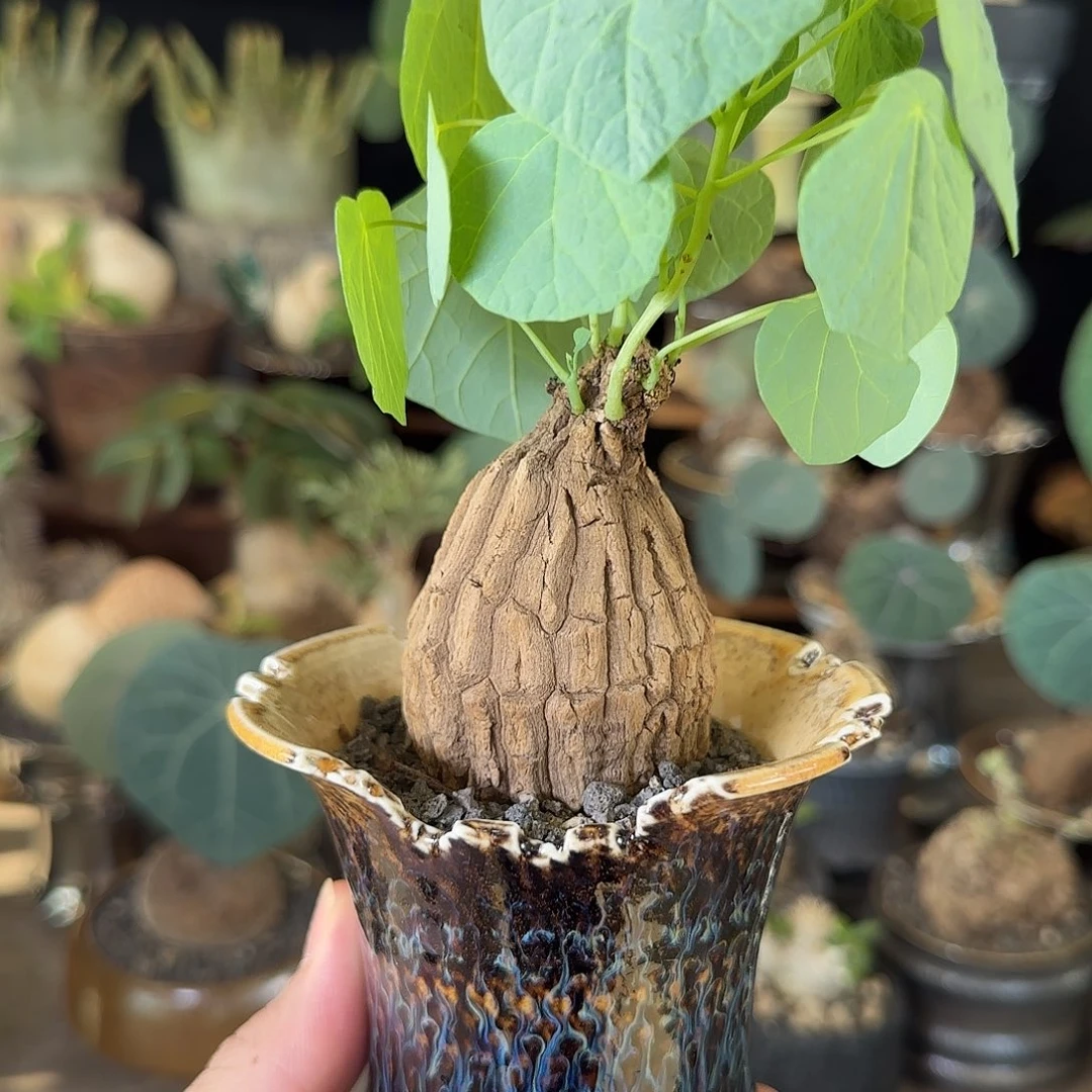 一物一拍老家龙甲龟12