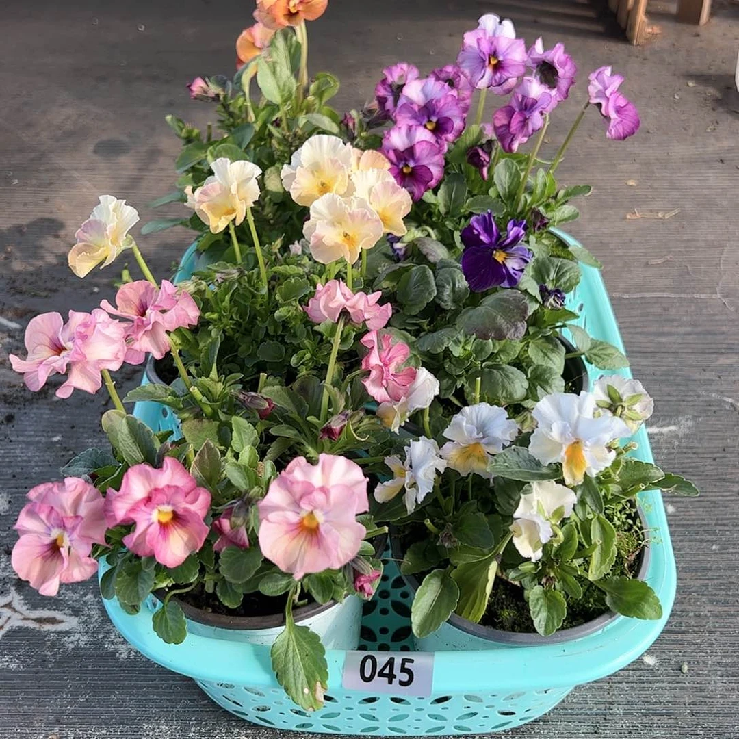 【闪购商品】045号