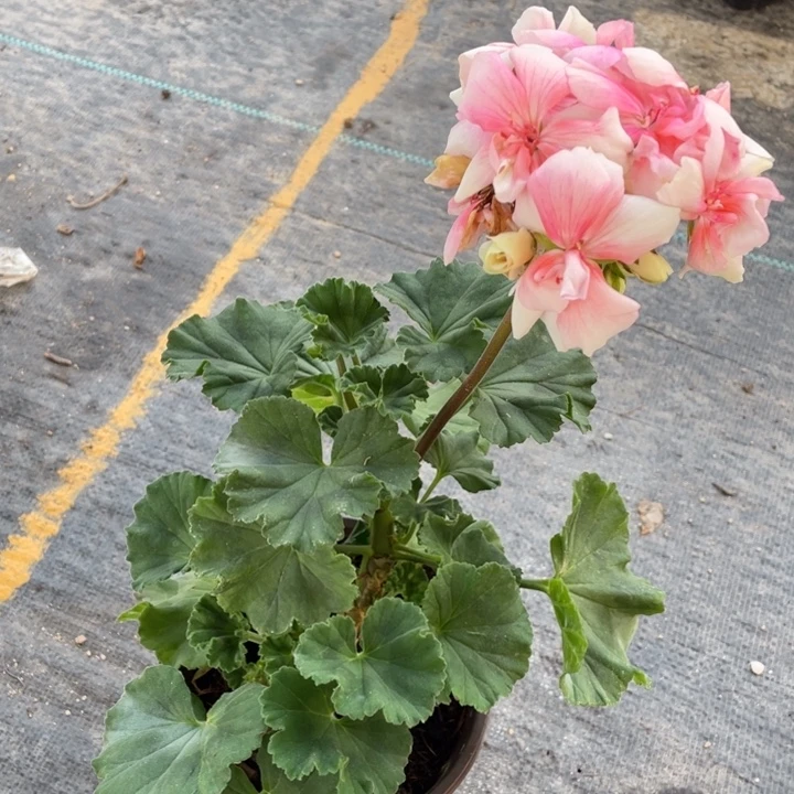 完全开放爱的星光一棵