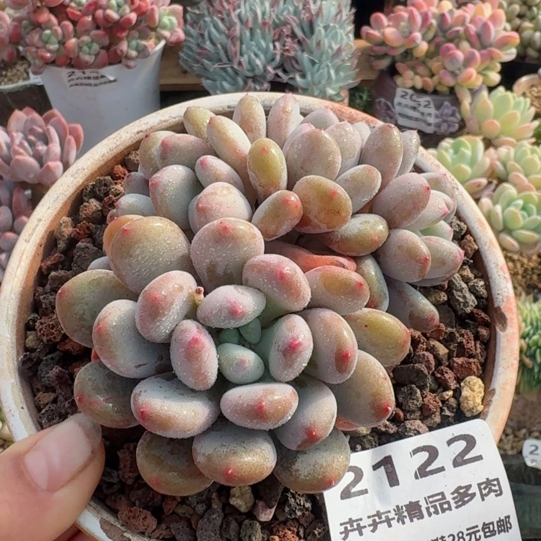 2122一物一拍/满28包邮）