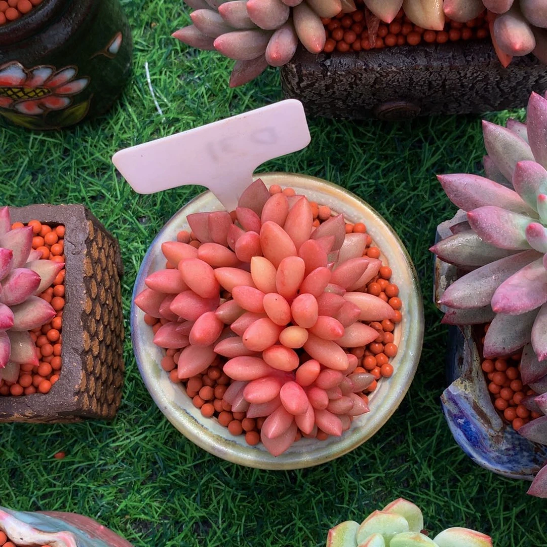 (***)多肉植物627373737373