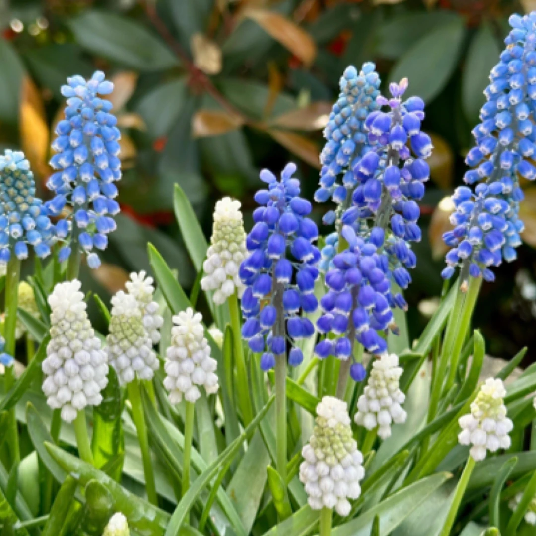 葡萄风信子阳台庭院花卉盆栽种苗耐寒耐热好养